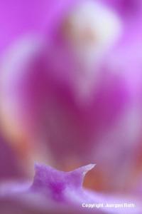 Thoughts on Abstract Macro Photography Art